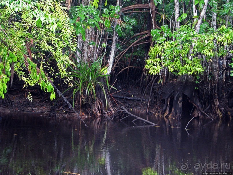 В дельте Ориноко