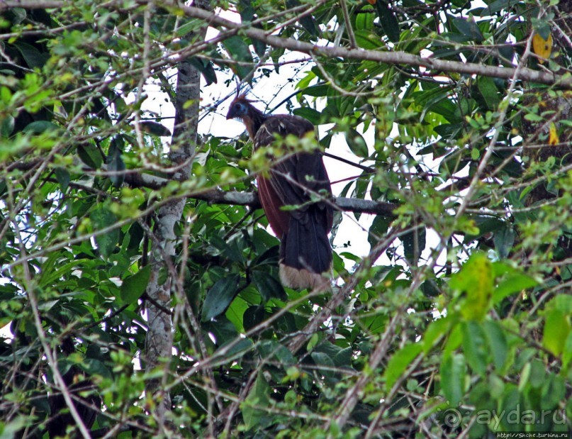 В дельте Ориноко