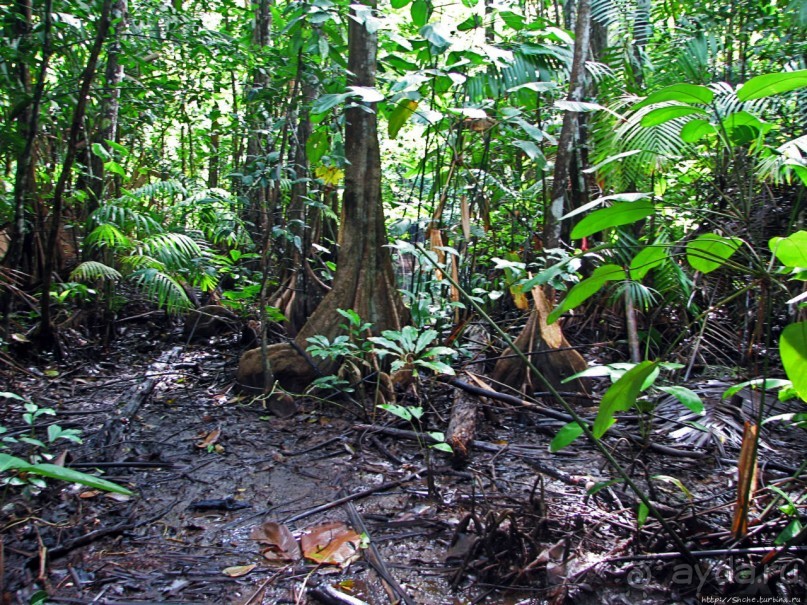 В дельте Ориноко