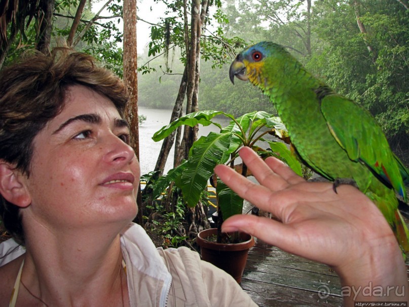 В дельте Ориноко