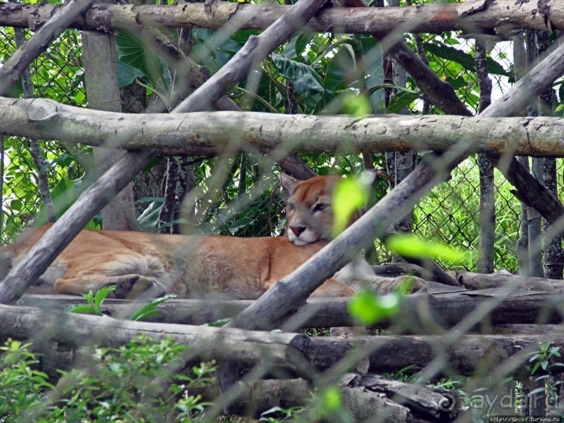 В дельте Ориноко