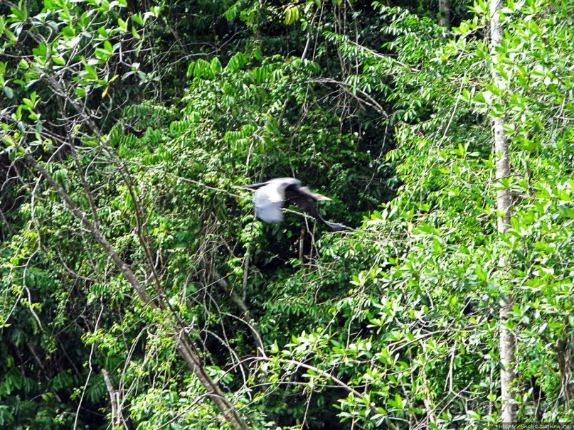 В дельте Ориноко