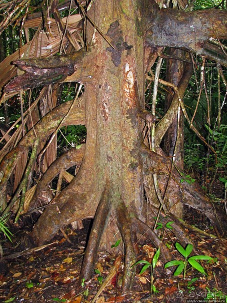 В дельте Ориноко