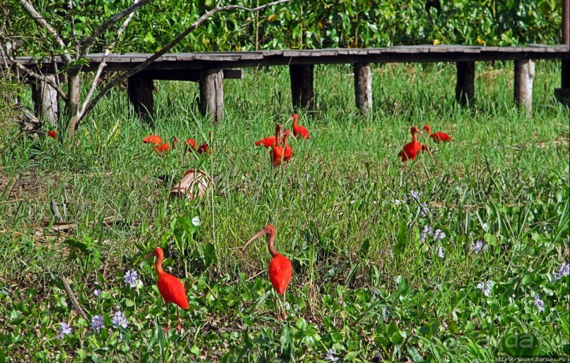 В дельте Ориноко