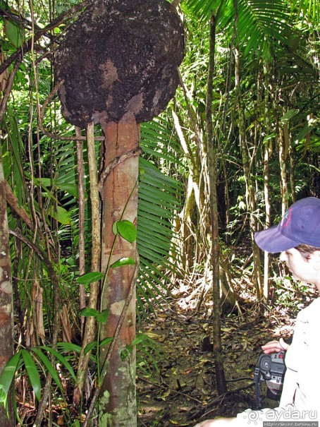 В дельте Ориноко