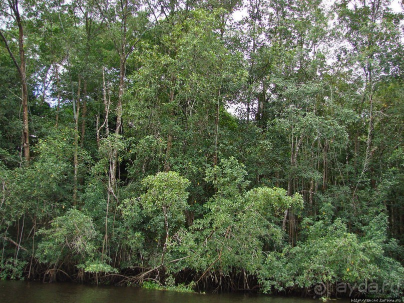 В дельте Ориноко