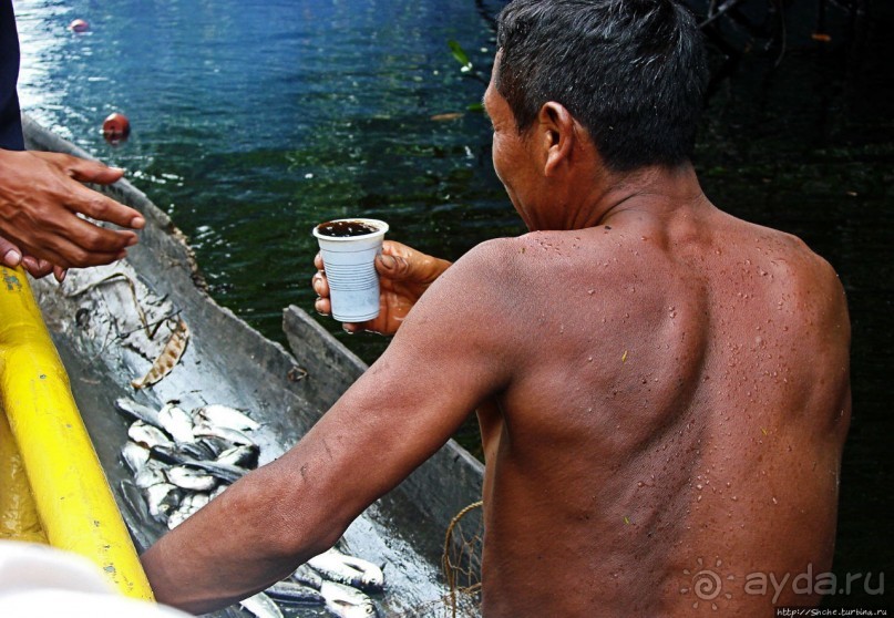 В дельте Ориноко