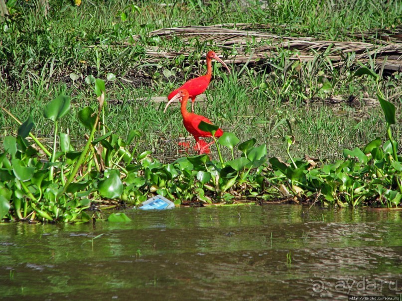 В дельте Ориноко