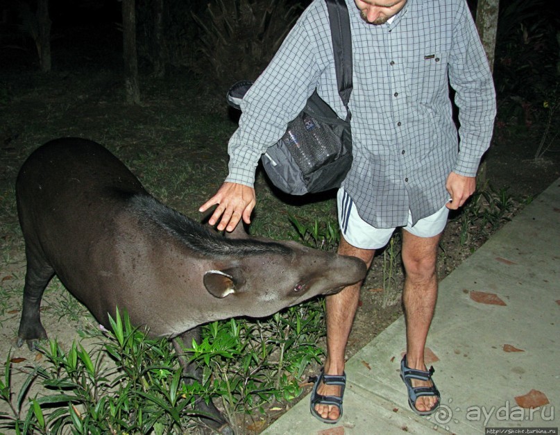 В дельте Ориноко