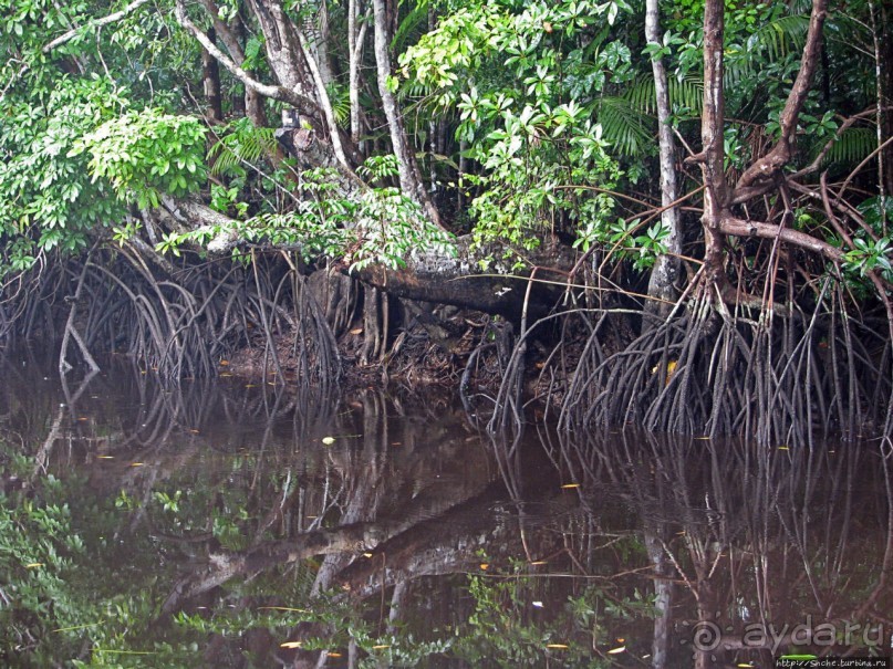 В дельте Ориноко