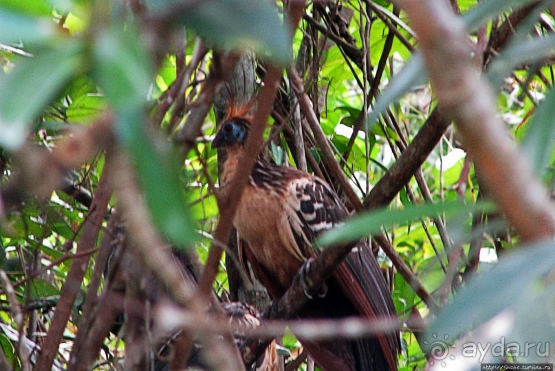 В дельте Ориноко