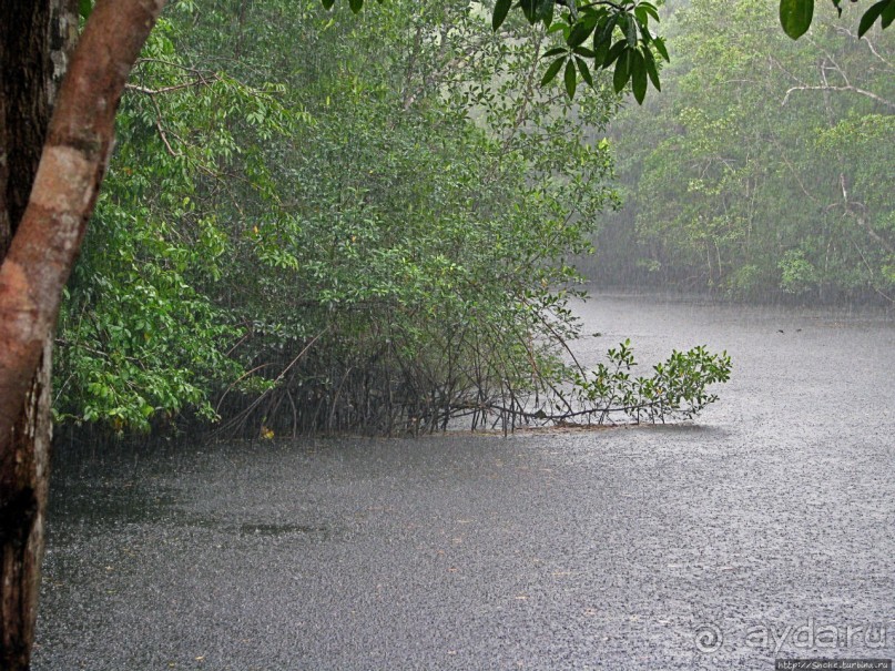В дельте Ориноко