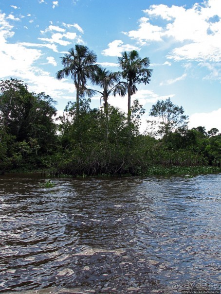 В дельте Ориноко