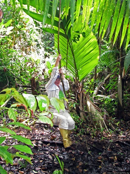 В дельте Ориноко