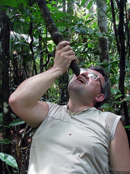 В дельте Ориноко