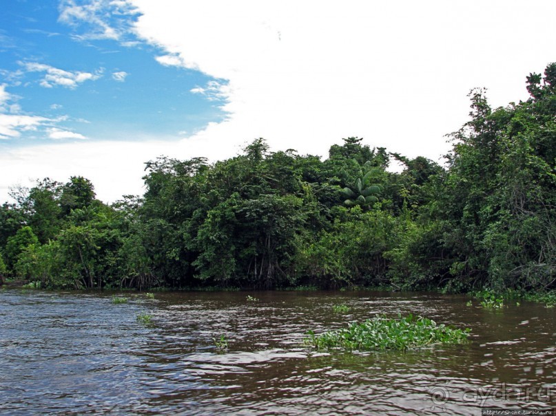 В дельте Ориноко