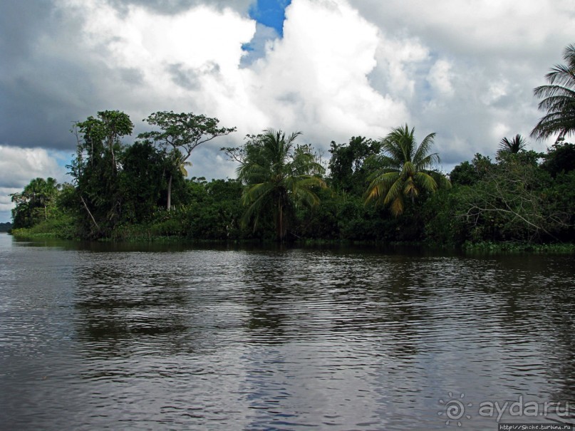 В дельте Ориноко