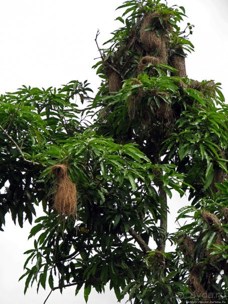 В дельте Ориноко