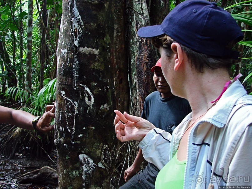 В дельте Ориноко