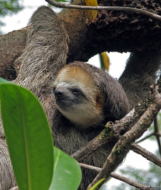 В дельте Ориноко