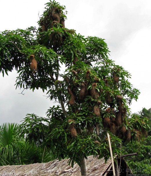 В дельте Ориноко