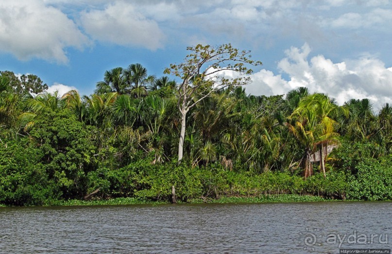 В дельте Ориноко