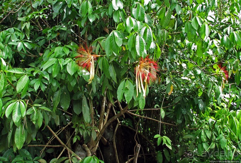 В дельте Ориноко