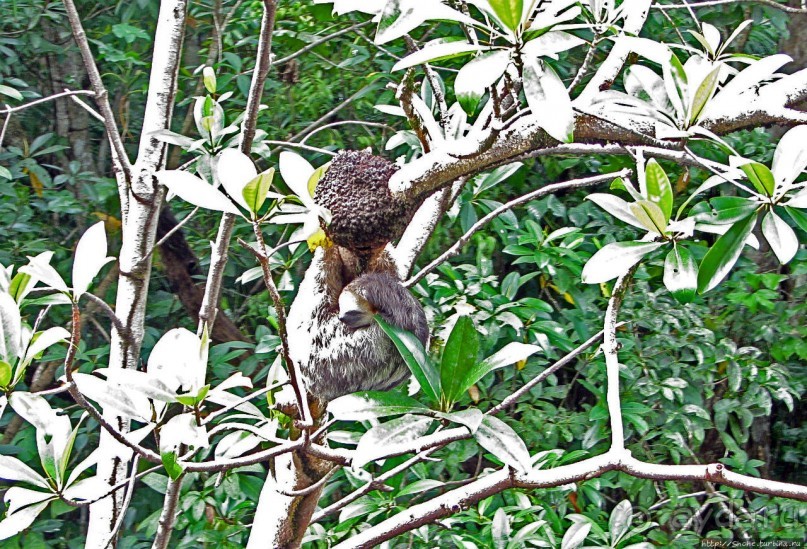 В дельте Ориноко