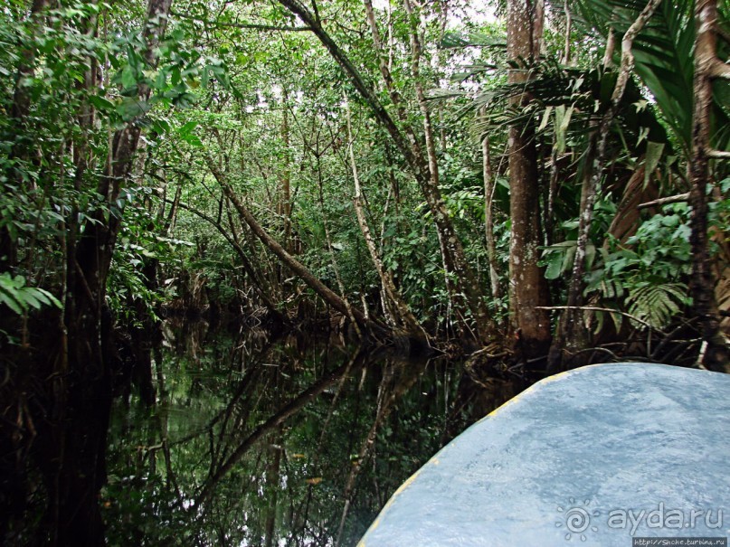 В дельте Ориноко