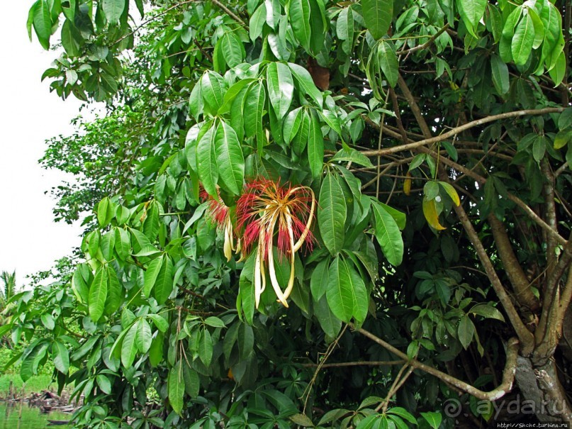 В дельте Ориноко