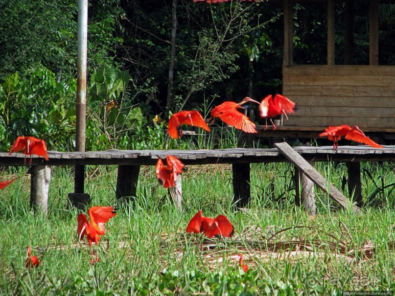 В дельте Ориноко
