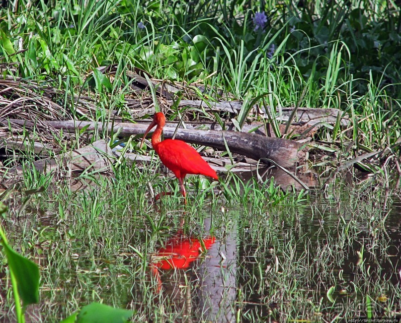 В дельте Ориноко