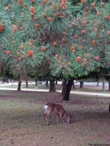 Нара — современный макияж на морщинистом лице старой столицы