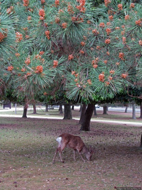 Нара — современный макияж на морщинистом лице старой столицы