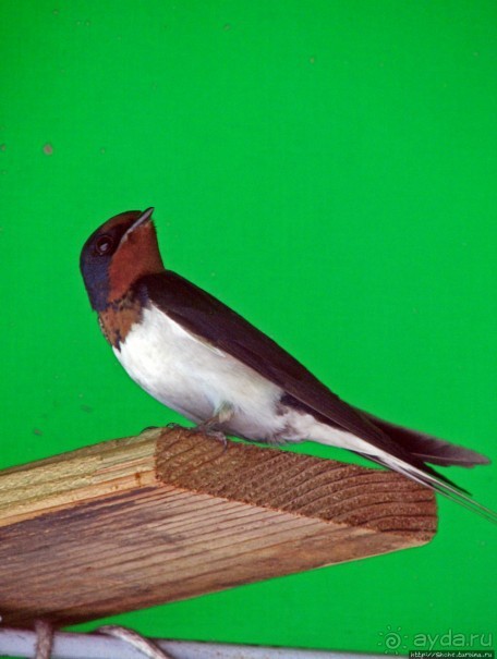 Нара — современный макияж на морщинистом лице старой столицы