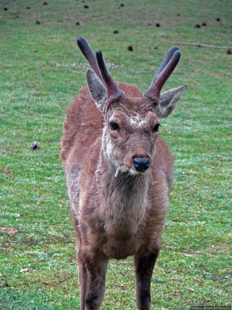 Нара — современный макияж на морщинистом лице старой столицы