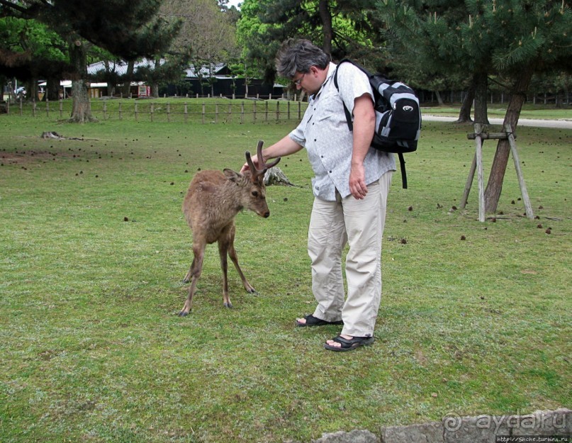 Нара — современный макияж на морщинистом лице старой столицы