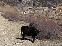 Мустанг, день второй. Набор высоты