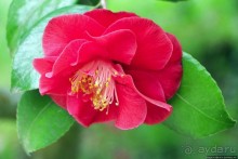 Все цветы мира к ногам наших подруг... От Даррела с Джерси