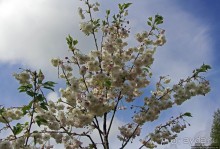 Все цветы мира к ногам наших подруг... От Даррела с Джерси