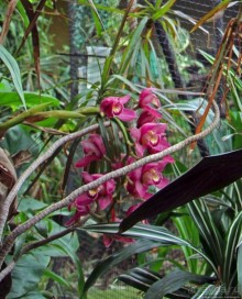 Все цветы мира к ногам наших подруг... От Даррела с Джерси