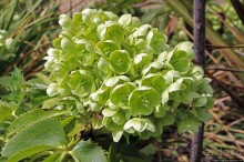 Все цветы мира к ногам наших подруг... От Даррела с Джерси