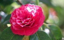 Все цветы мира к ногам наших подруг... От Даррела с Джерси