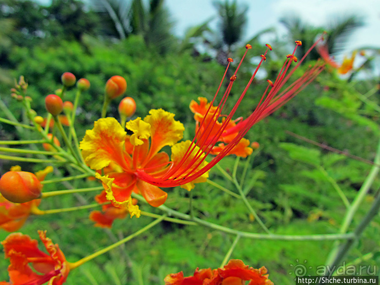 Все цветы мира к ногам наших подруг... От Даррела с Джерси