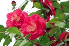 Все цветы мира к ногам наших подруг... От Даррела с Джерси