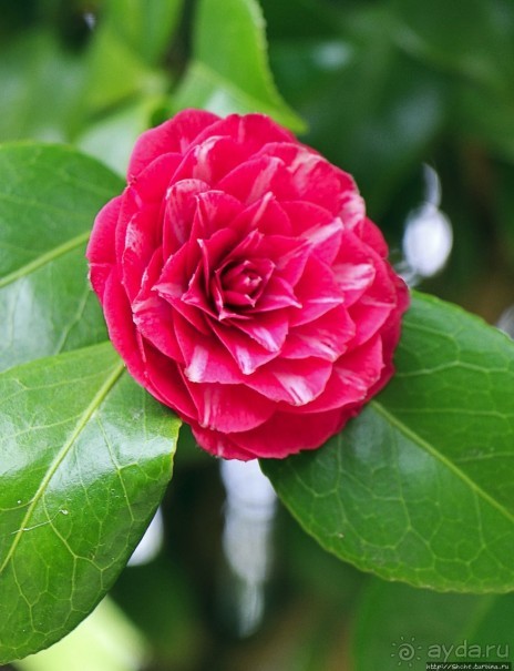 Все цветы мира к ногам наших подруг... От Даррела с Джерси