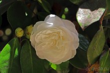 Все цветы мира к ногам наших подруг... От Даррела с Джерси