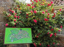 Все цветы мира к ногам наших подруг... От Даррела с Джерси