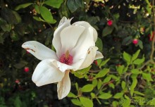 Все цветы мира к ногам наших подруг... От Даррела с Джерси