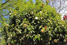 Все цветы мира к ногам наших подруг... От Даррела с Джерси